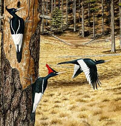 Image of Imperial Woodpecker