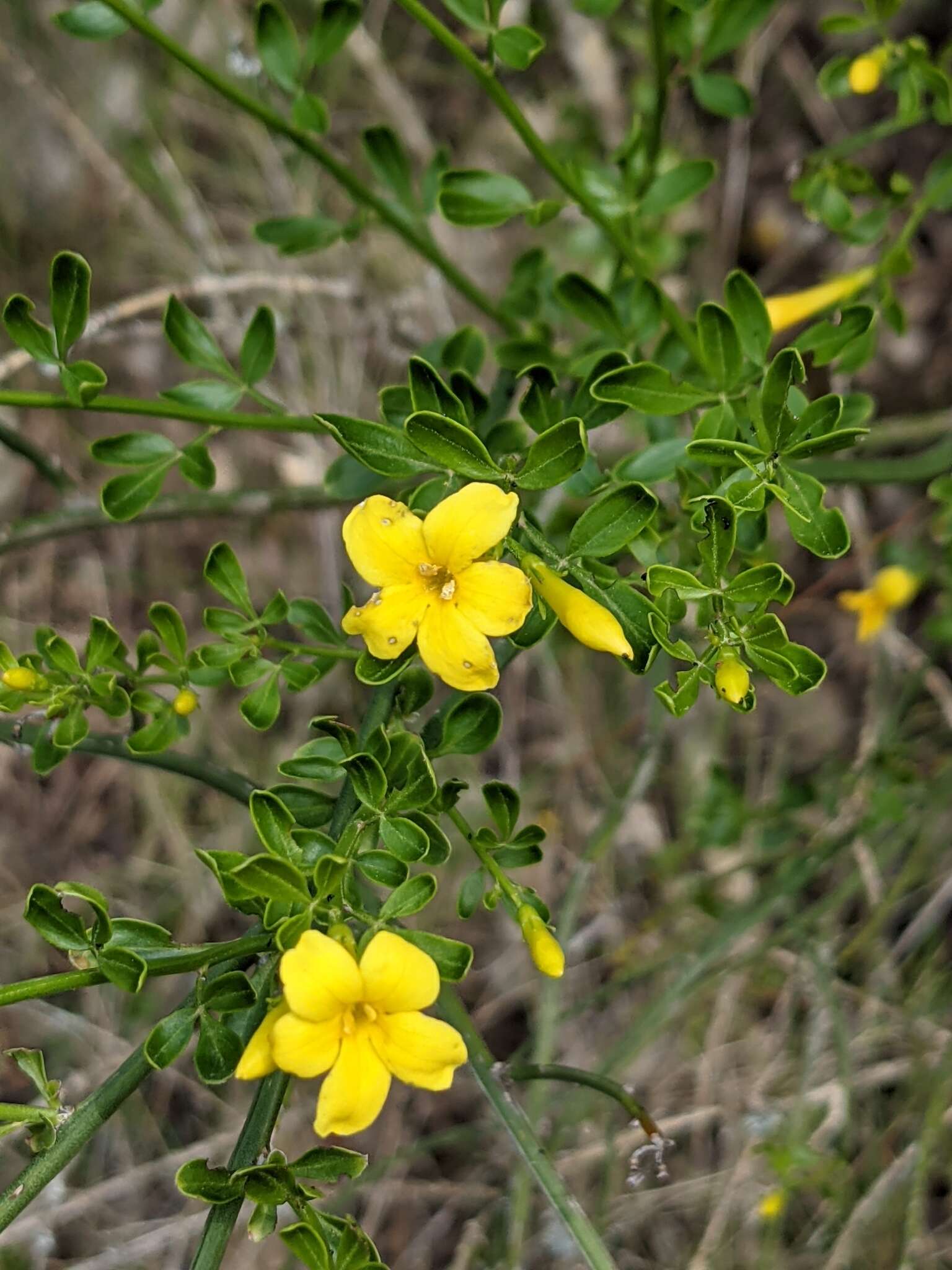 Image of Chrysojasminum