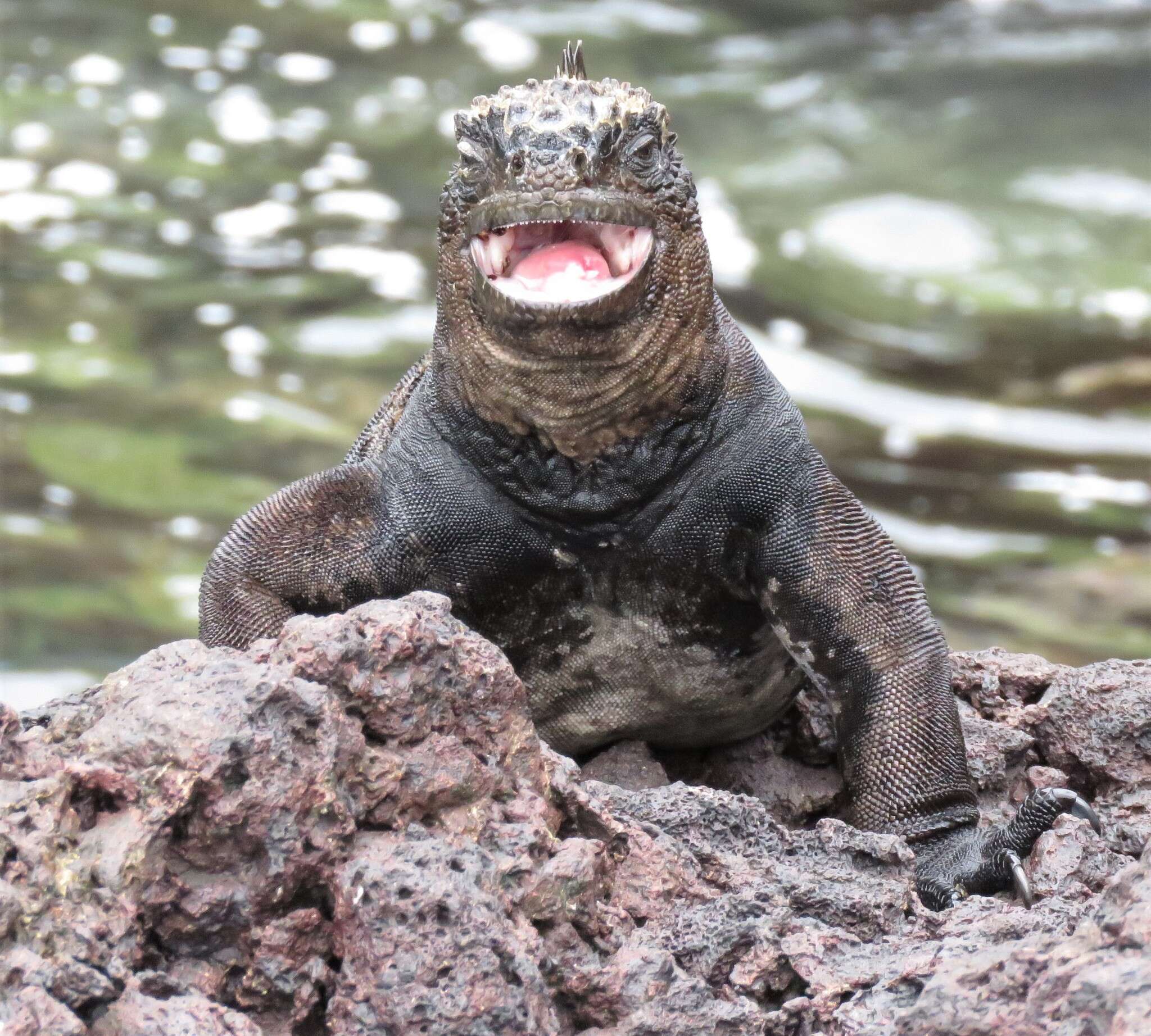 Image of marine iguana