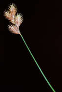 Image of broom sedge