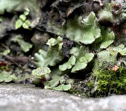 Image of common liverwort