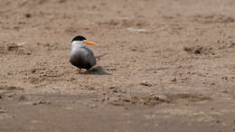 Image of Black-bellied Tern
