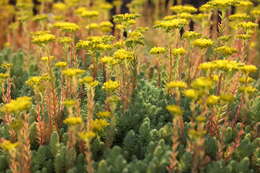 Image of Petrosedum rupestre (L.) P. Heath