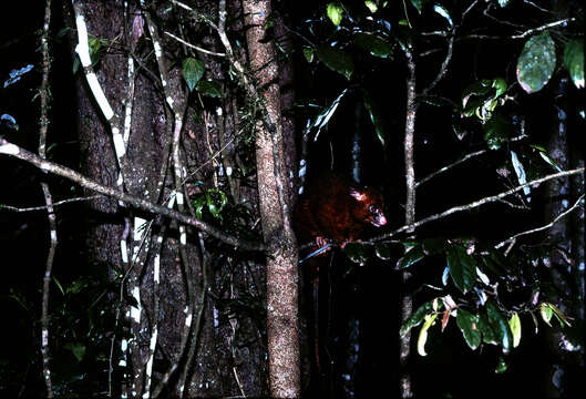 Image of Coppery Brushtail Possum