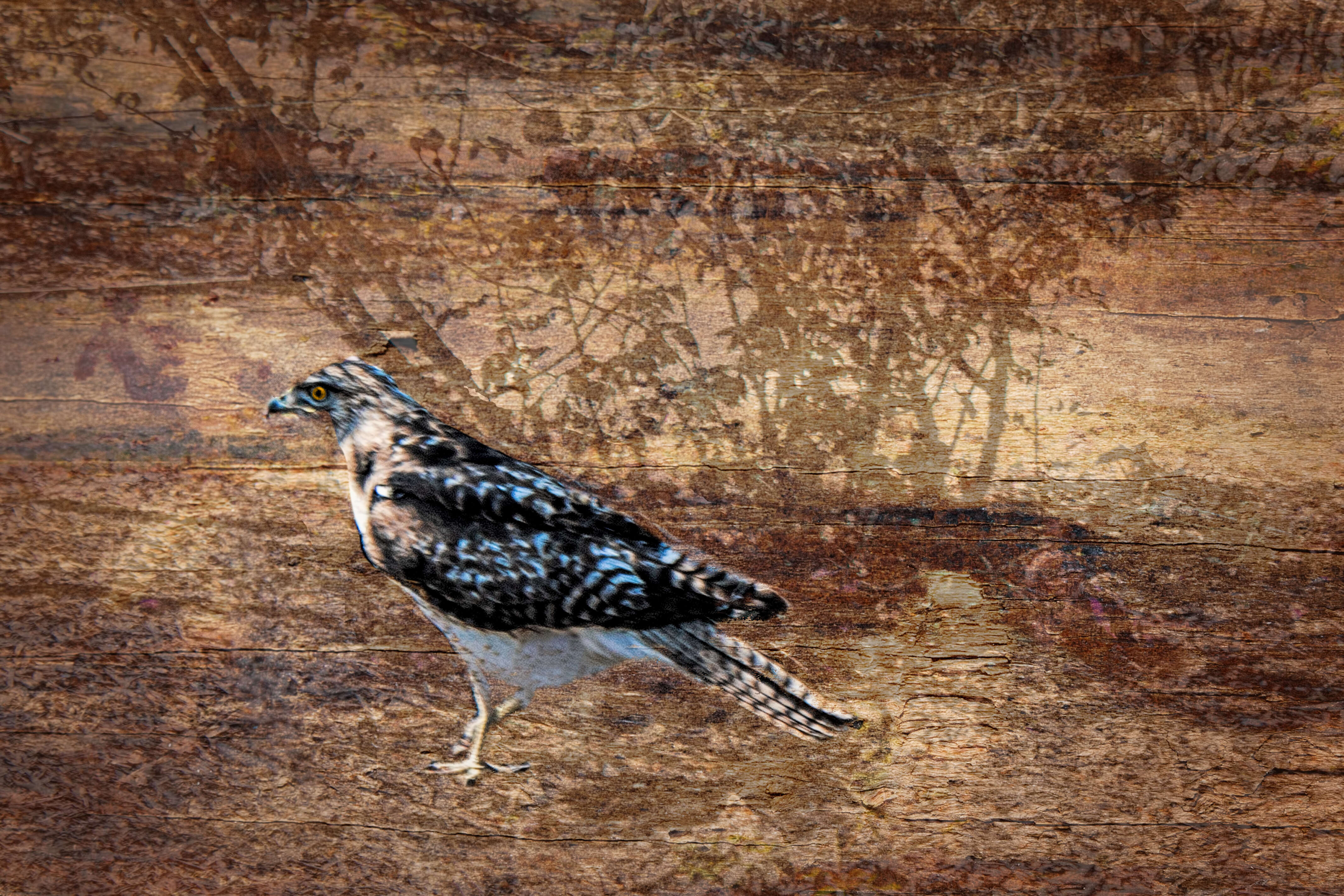 Image of Red-tailed Hawk