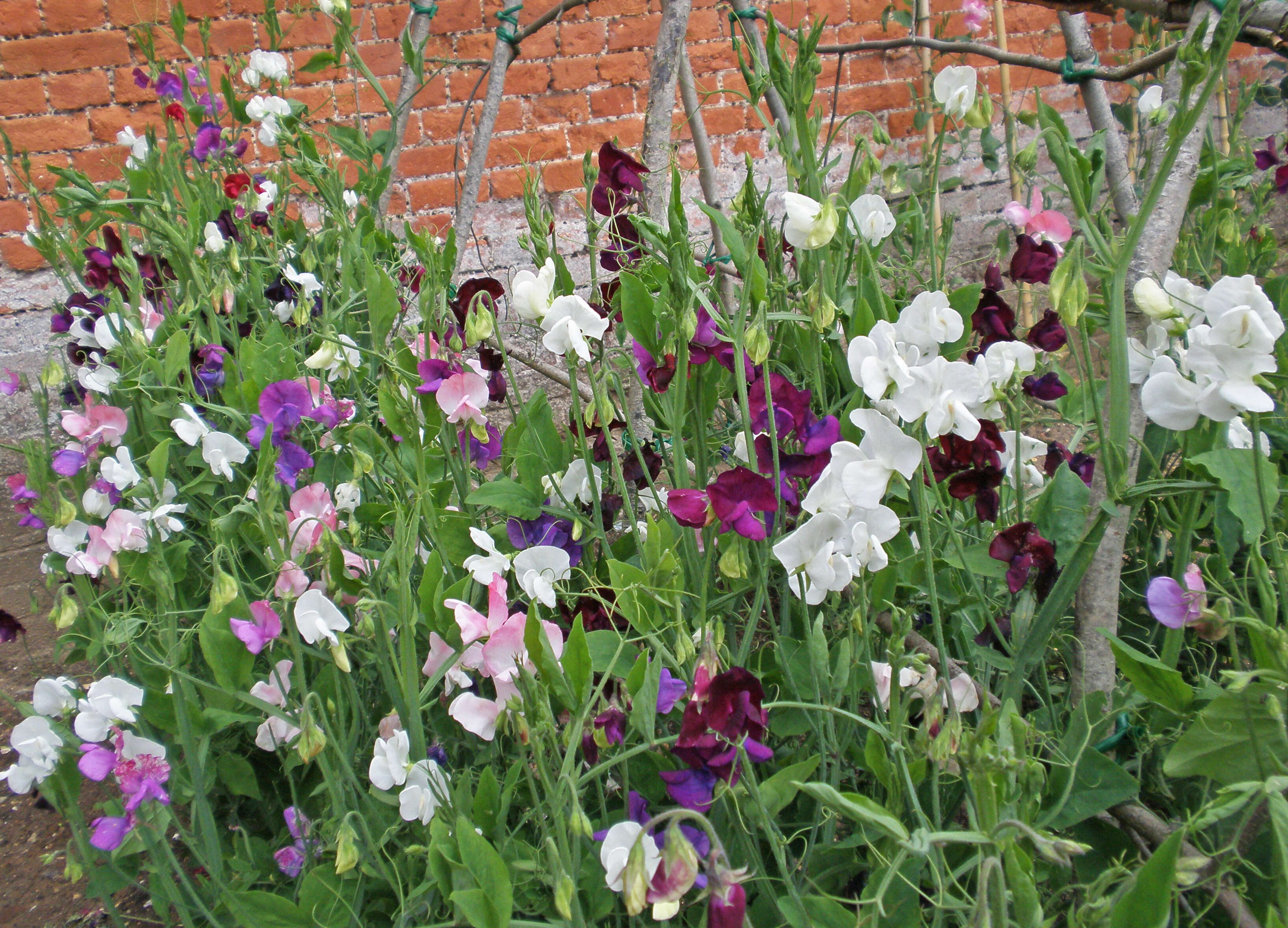 Image of Sweet Pea