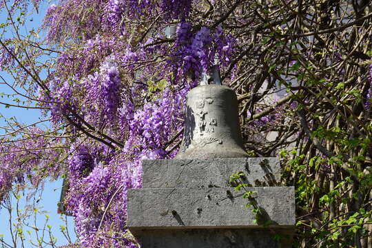 Image of wisteria