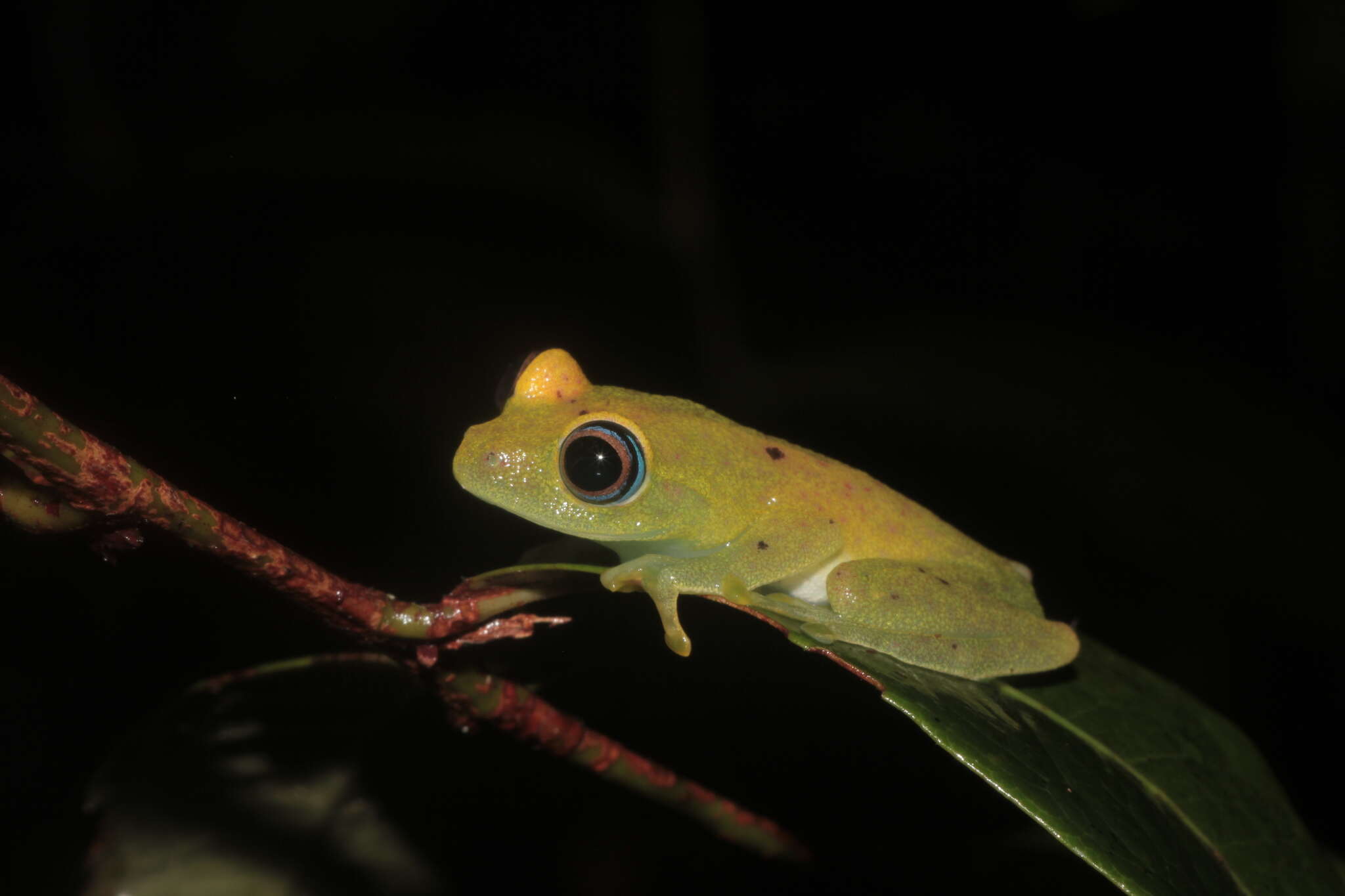 Image of Green Bright-eyed Frog