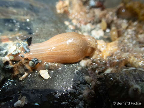 Image of small snakelocks anemone