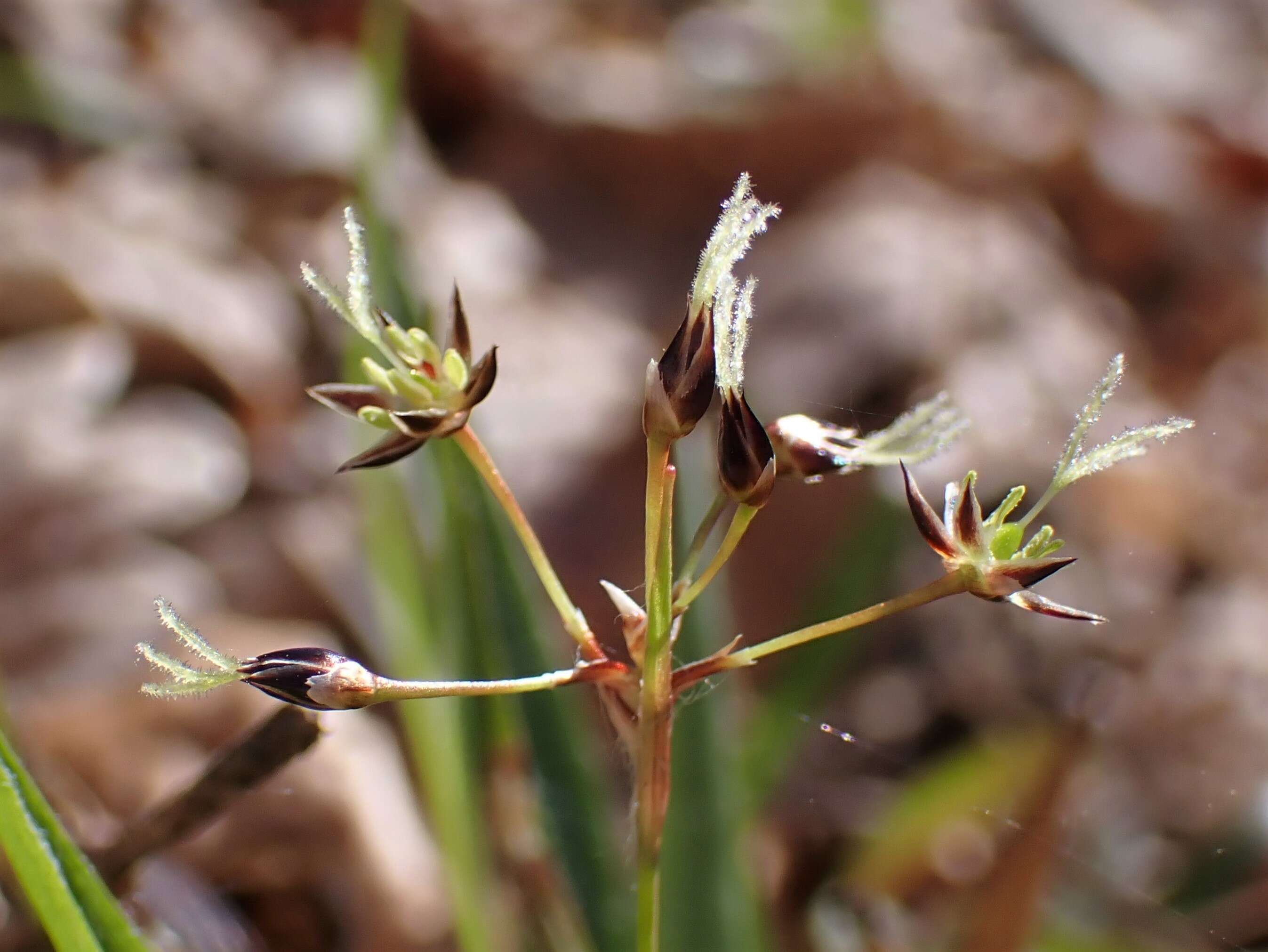 Imagem de Luzula pilosa (L.) Willd.