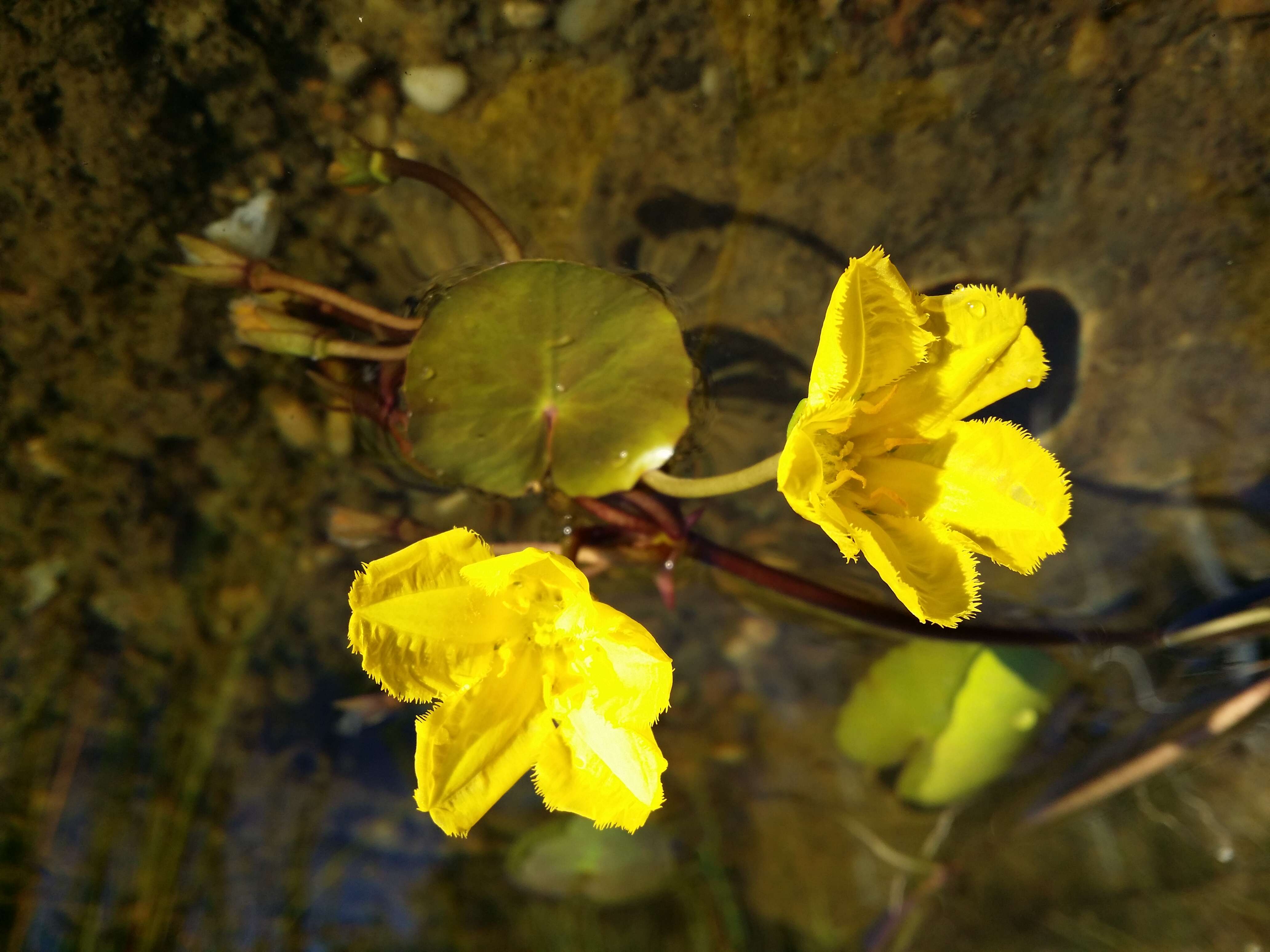 Image of yellow floatingheart