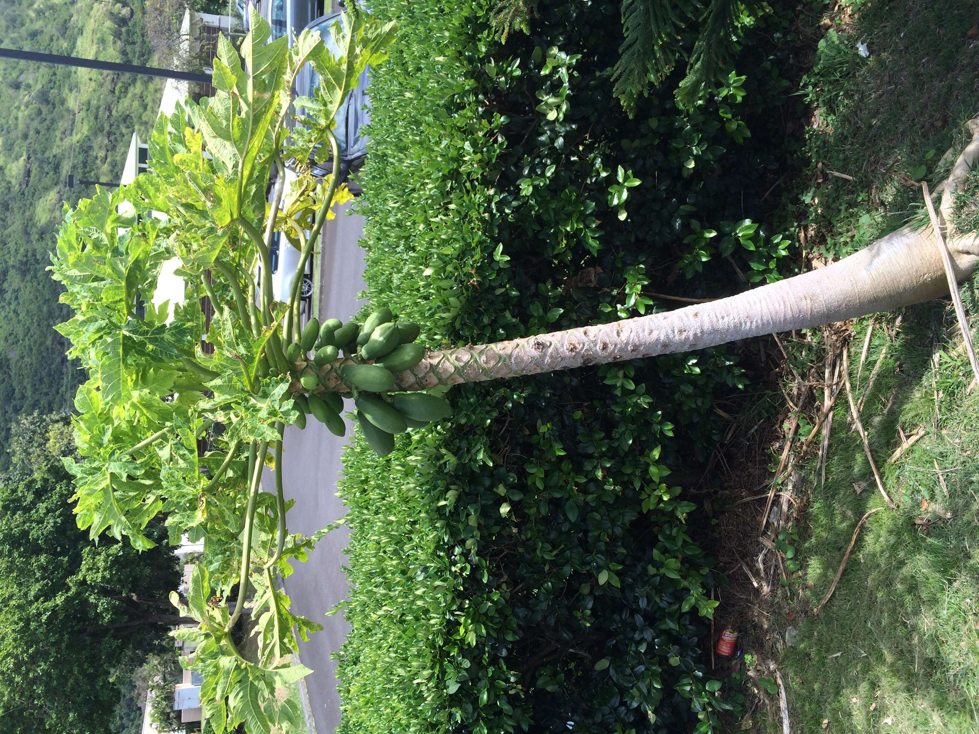 Image of Papaya ringspot virus