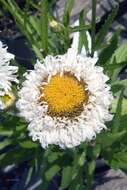 Image of daisy