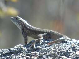 Image of Duges' Spiny Lizard