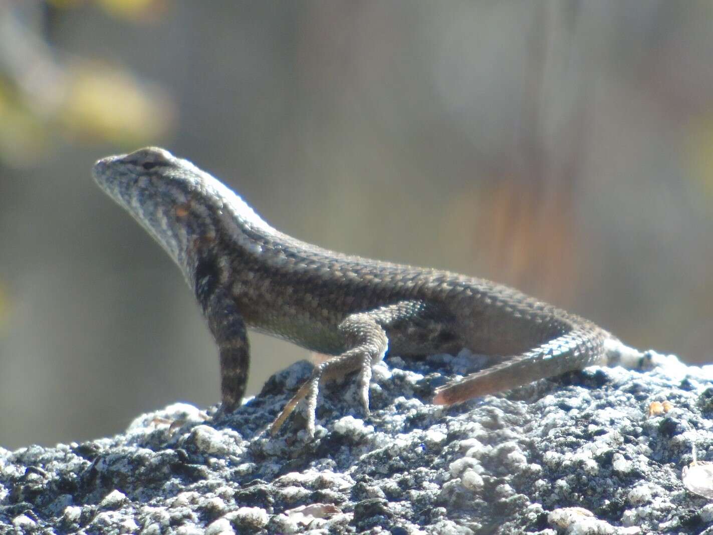 Image of Duges' Spiny Lizard