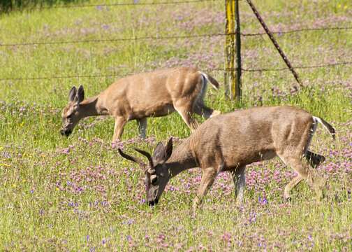 Plancia ëd Odocoileus hemionus columbianus (Richardson 1829)