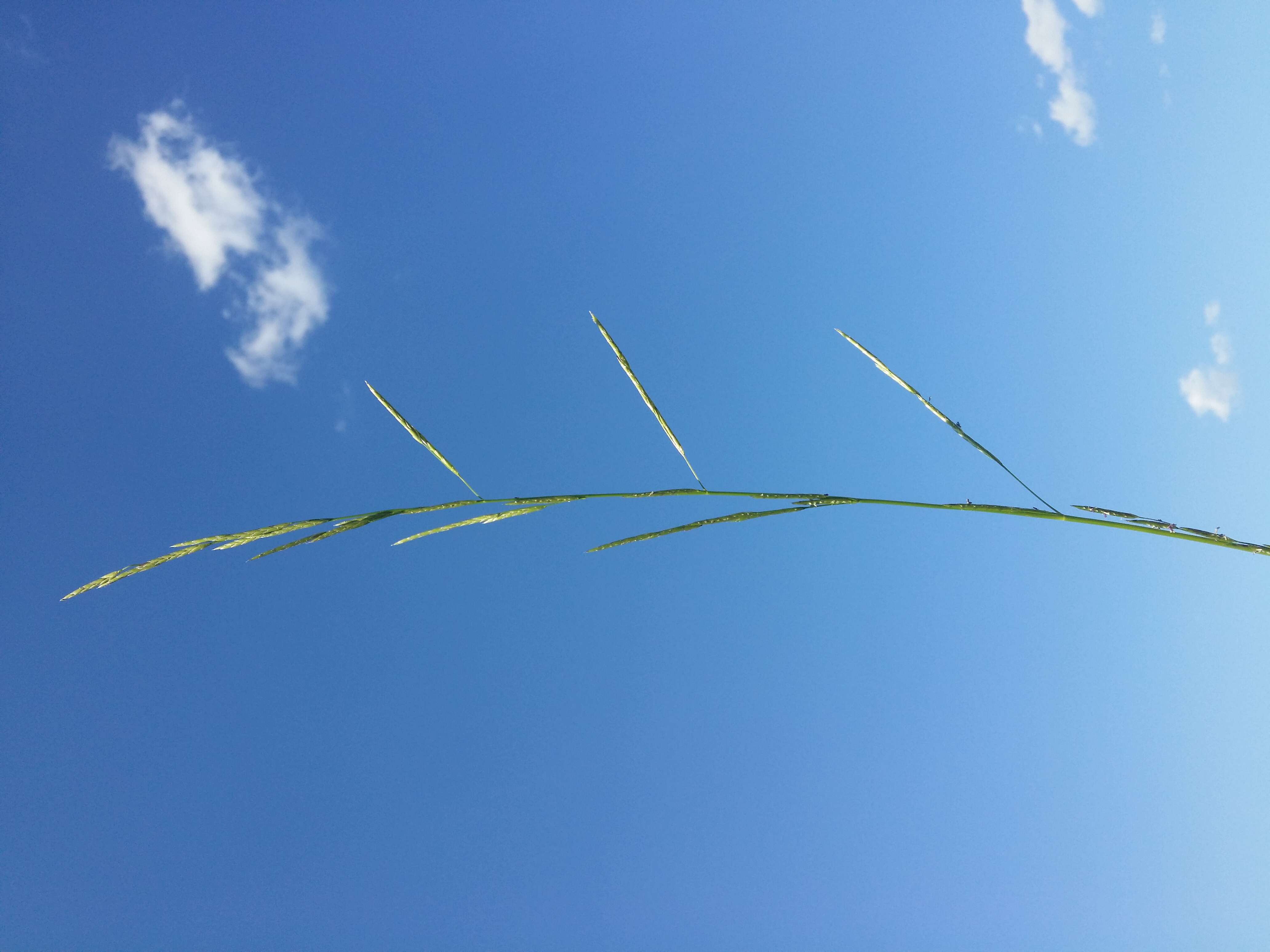 Image of flote-grass, floating sweet-grass