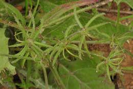 Image of endive daisy