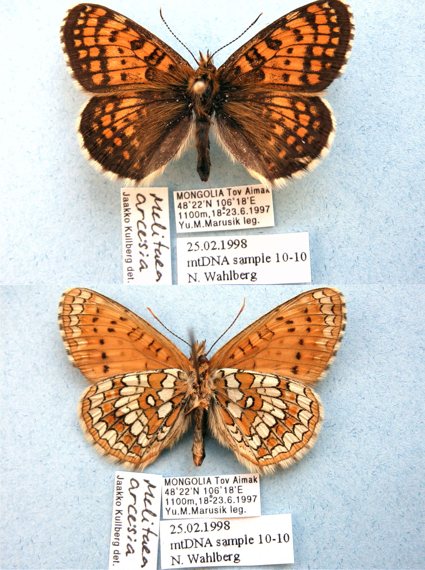 Plancia ëd Melitaea arcesia Bremer 1861