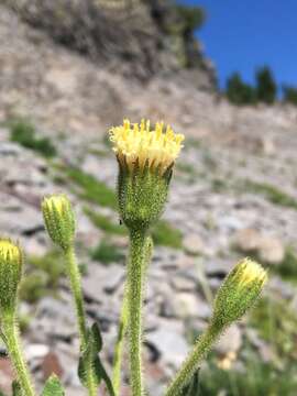 Image of Mt. Shasta arnica