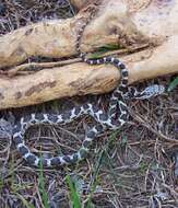 Image of black rat snake