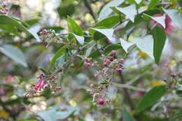 Image of purple cestrum