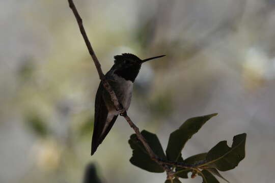 Image of Broad-tailed Hummingbird