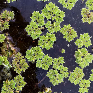 صورة Azolla filiculoides Lam.