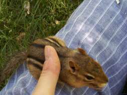 Image of Siberian Chipmunk