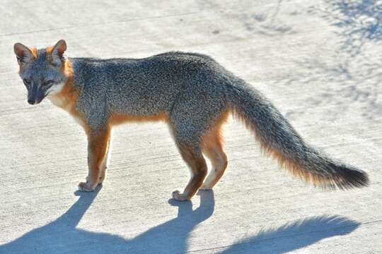 Image of Grey Foxes