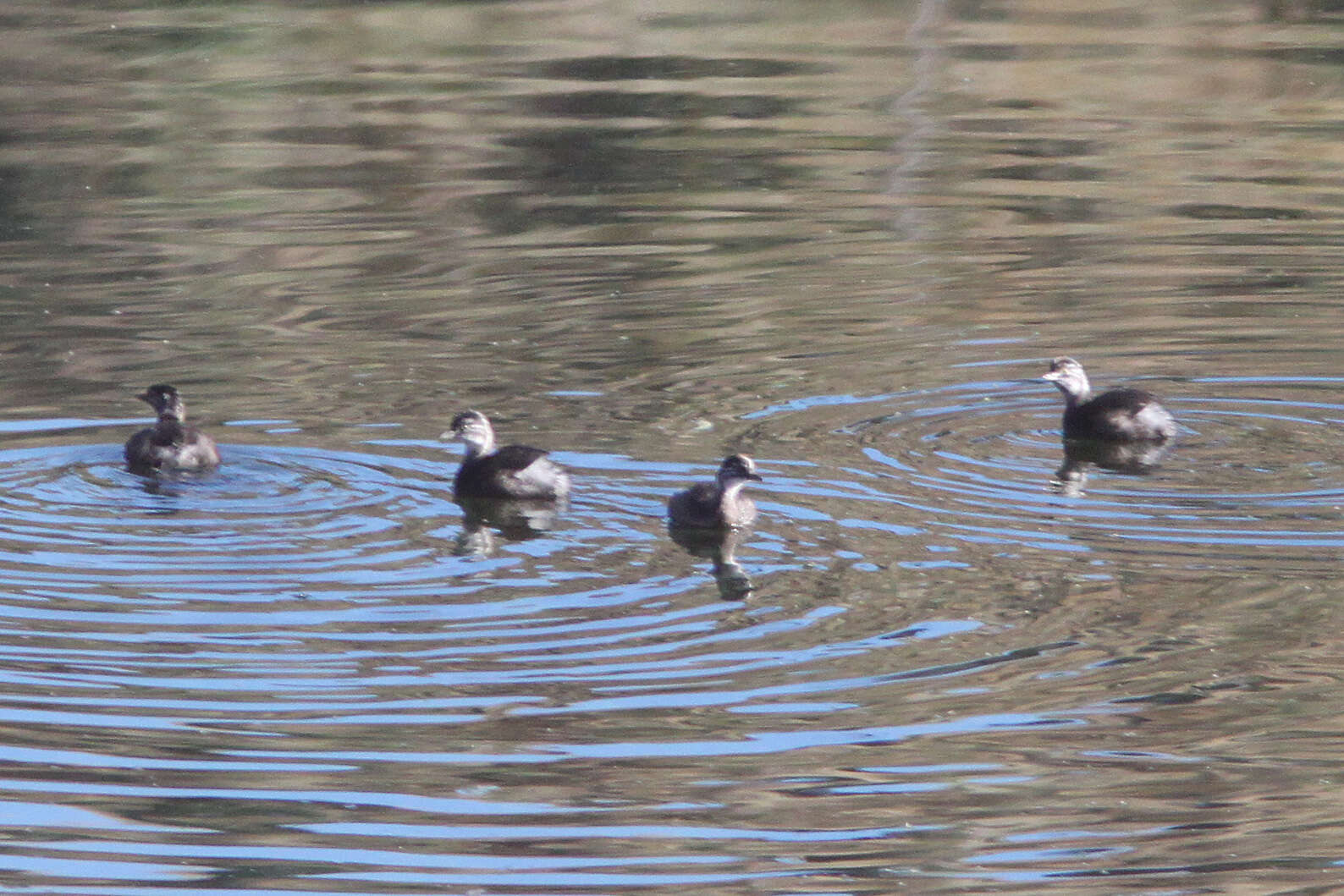 Image of Least Grebe