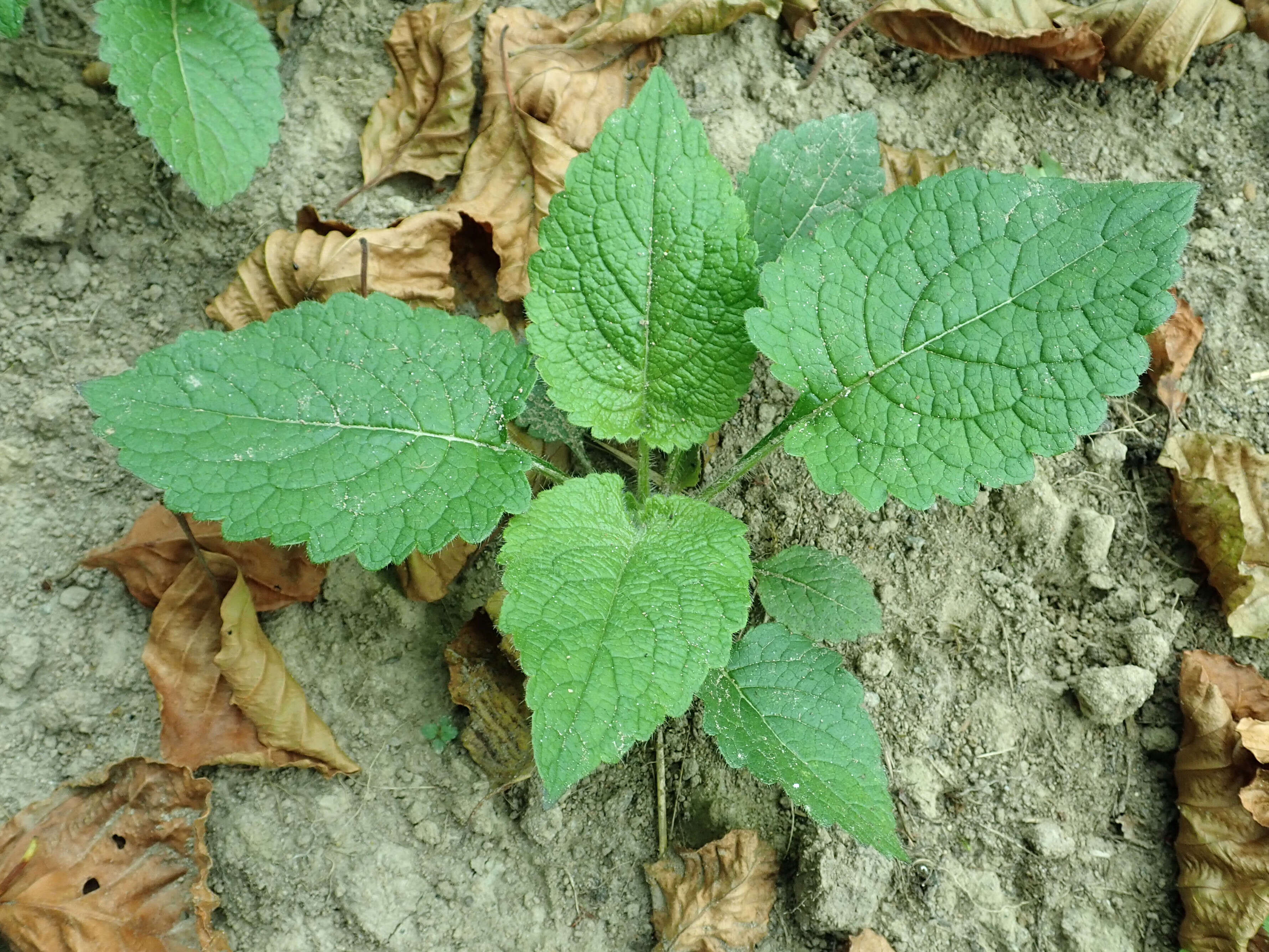 Image of small teasel