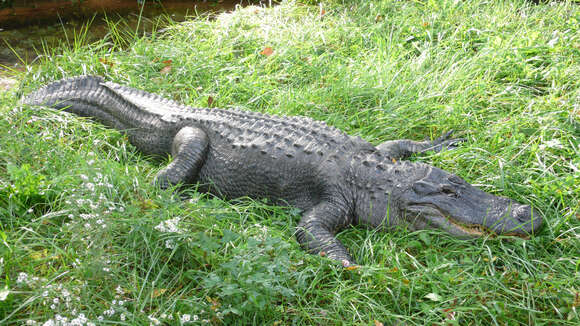 Image of alligators