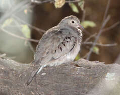 Image of Common Ground Dove