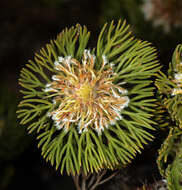 Image of Serruria villosa (Lam.) R. Br.