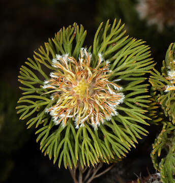 Imagem de Serruria villosa (Lam.) R. Br.