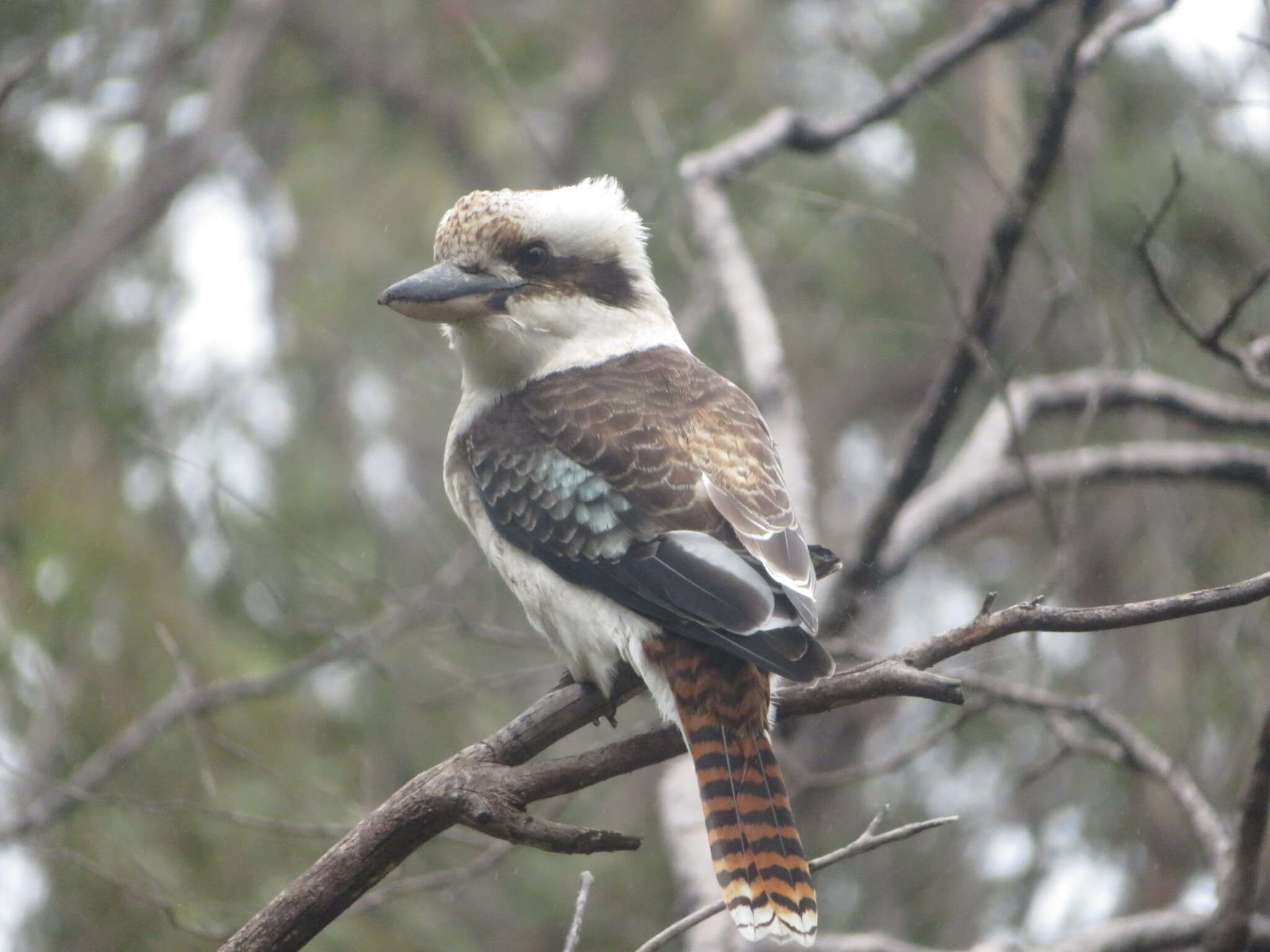 Image of Kookaburra