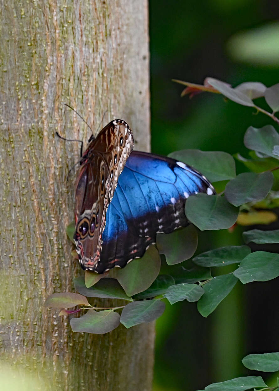 Image of Morpho peleides Kollar 1850