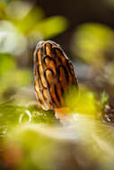 Image of Morel