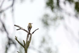 Image of Golden-fronted Woodpecker