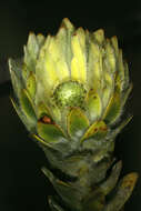 Image of Leucadendron nervosum Phillips & Hutchinson