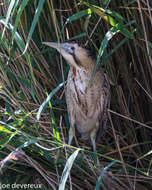 Image of great bittern, bittern