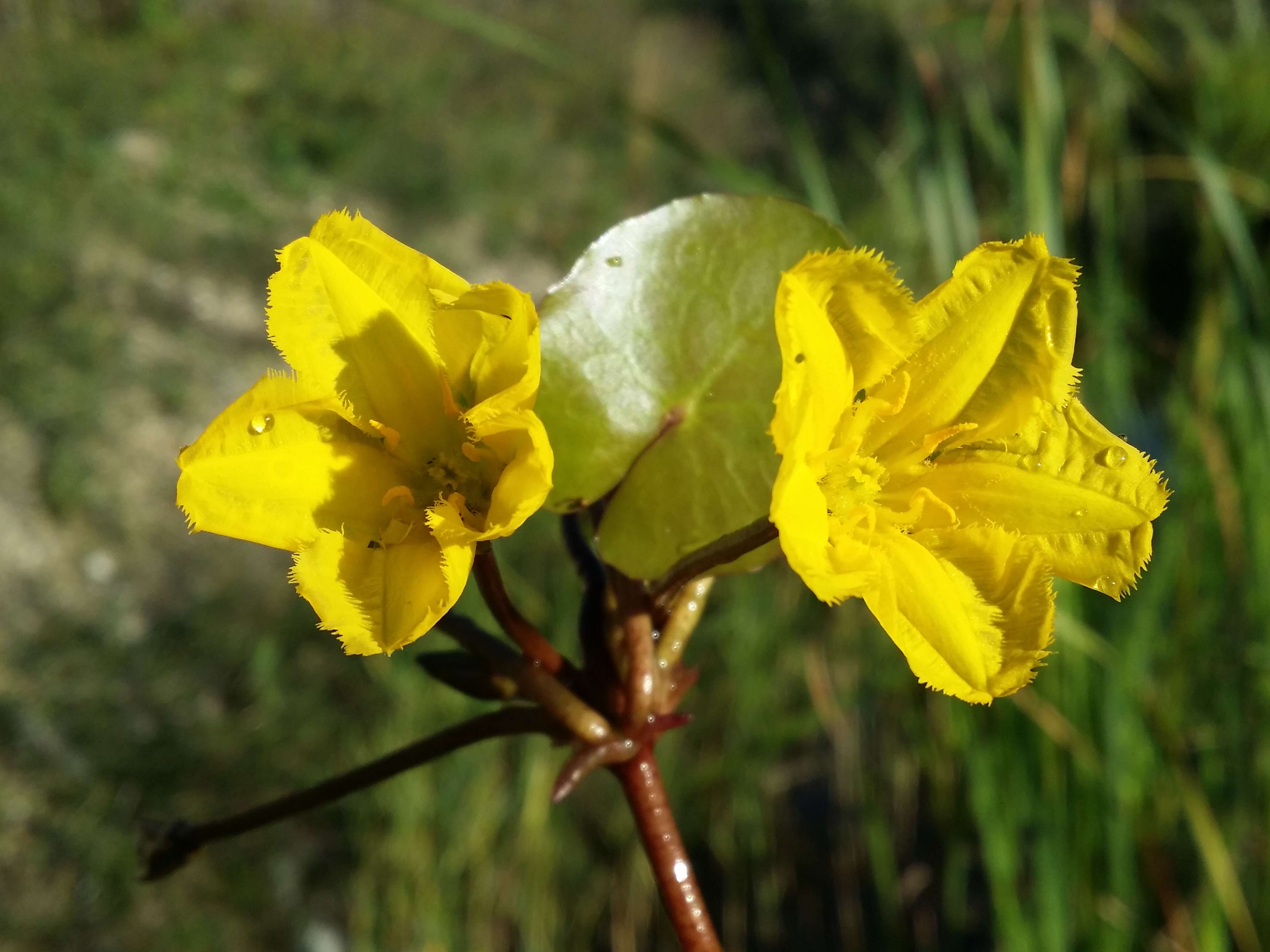 Image of yellow floatingheart