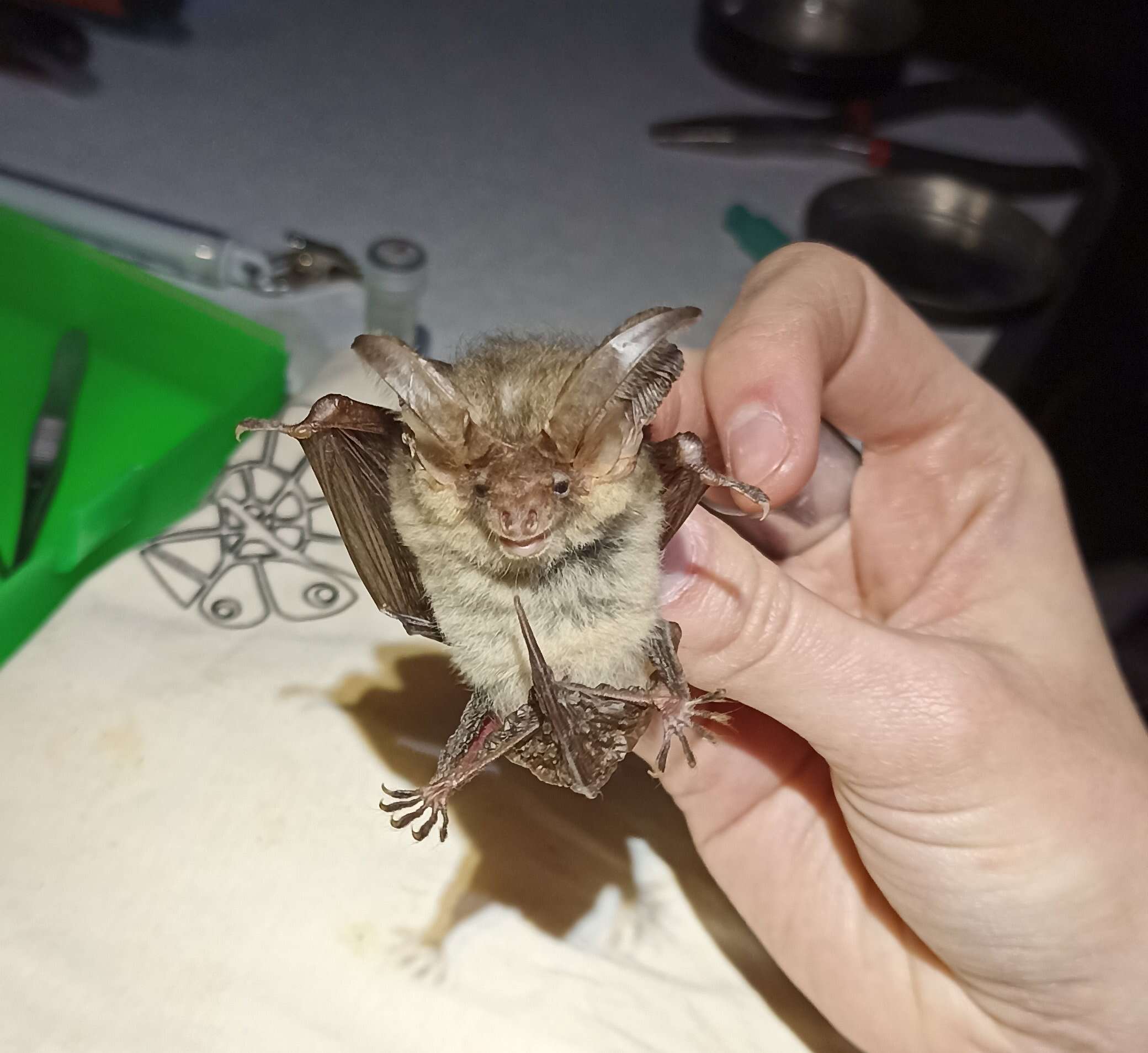 Image of Gray Big-eared Bat