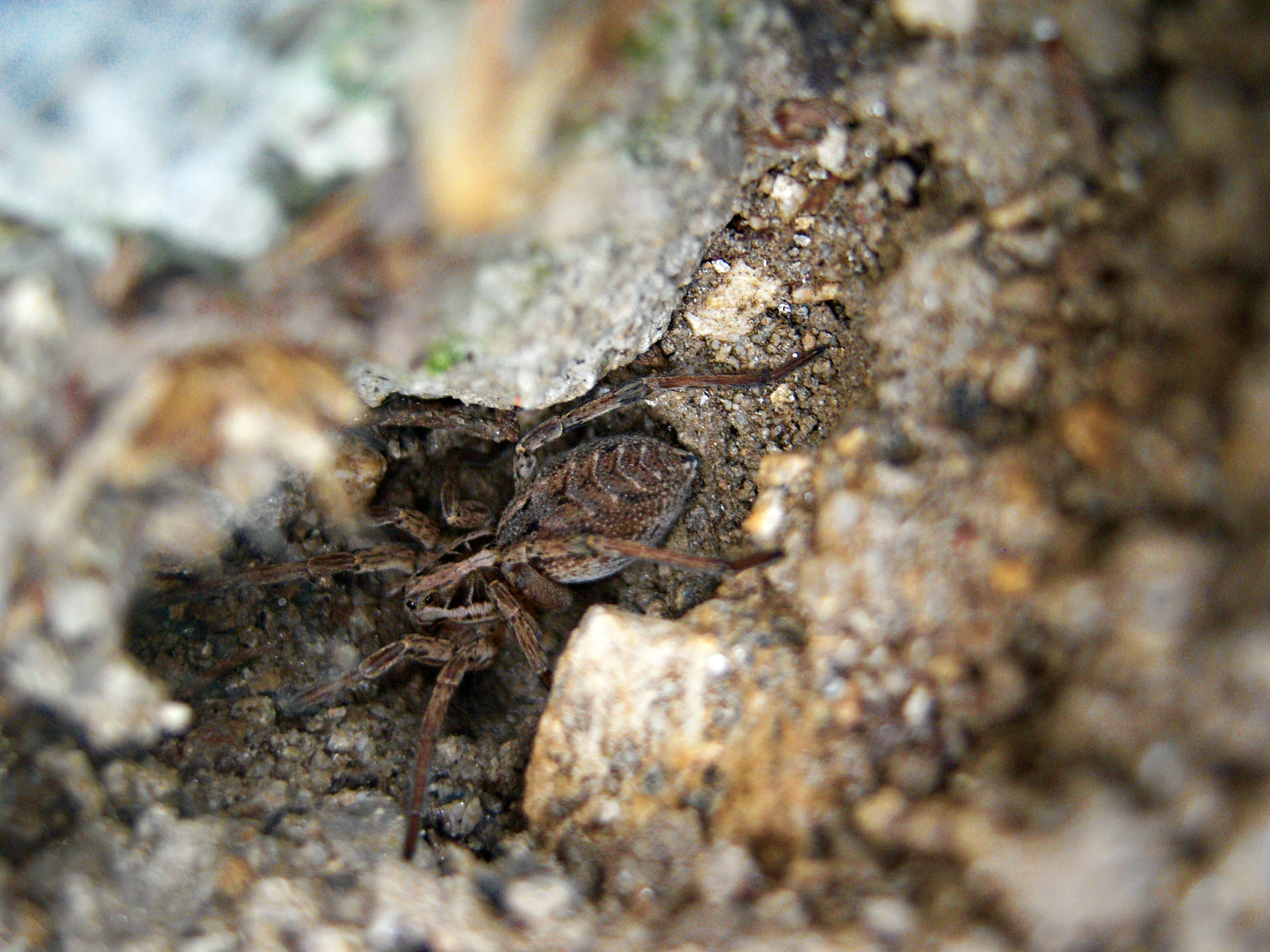 Image of Lycosa erythrognatha Lucas 1836