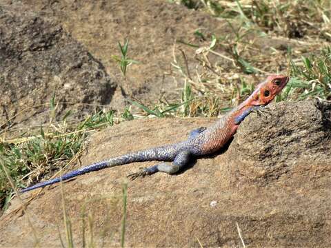 Image of Mwanza Flat-headed Rock Agama