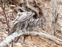 Image of Tawny Frogmouth