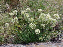 Image of Allium flavescens Besser