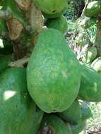 Image of Papaya ringspot virus