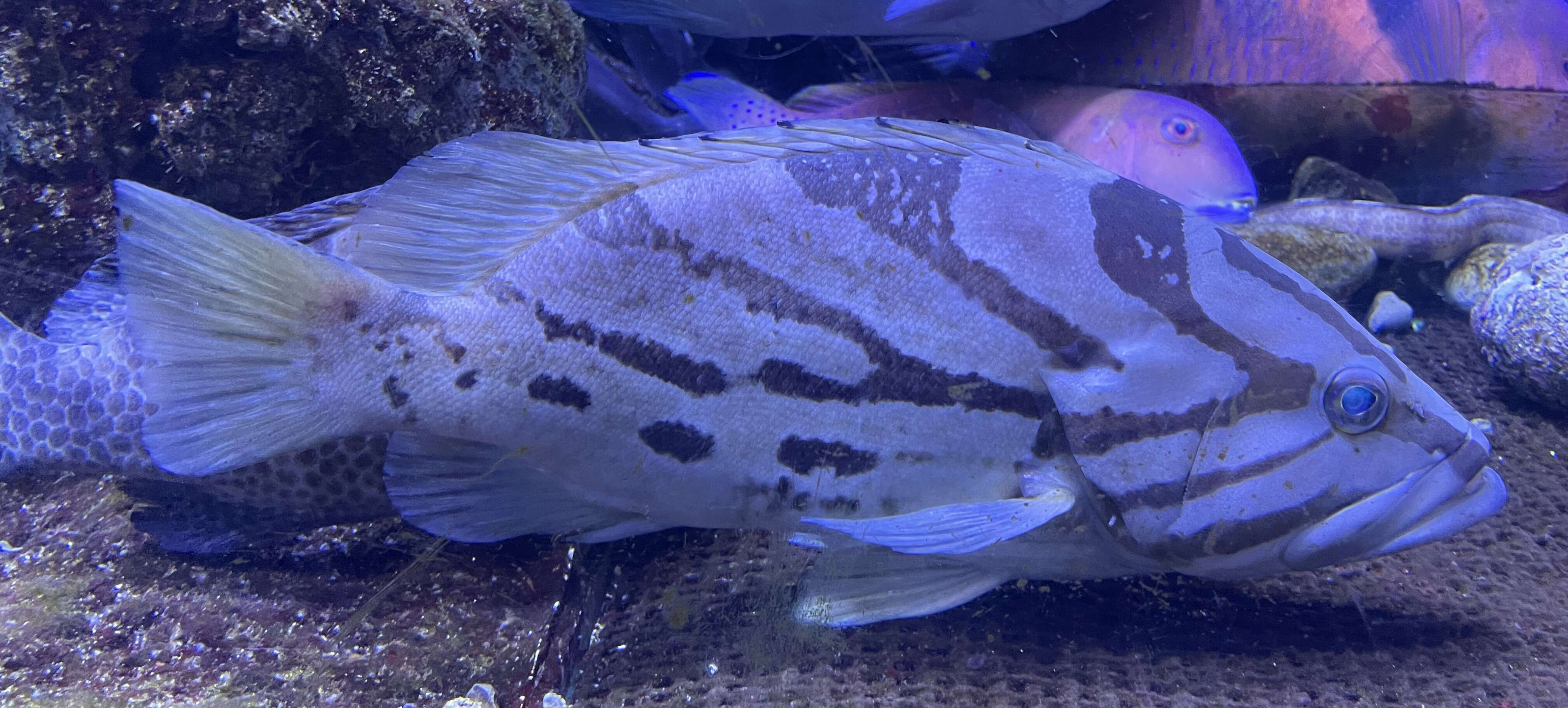 Image of Banded-cheek Reef-cod